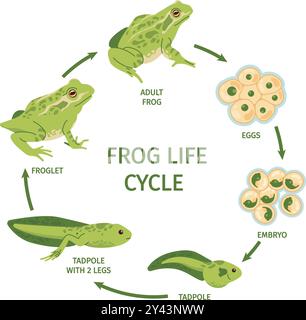 Lebenszyklus des Frosches. Frosch Eier Transformation Polliwog Kaulquappe Frogspawn Froglet Wachstum Entwicklung, Kröte Metamorphose Evolution Reproduktionsprozess, Swanky Vektor Illustration Original Artwork Stock Vektor