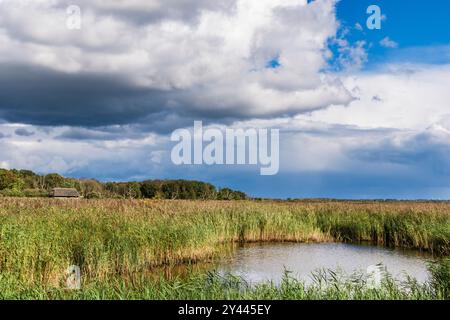 Blick über die Schilfbetten im Naturschutzgebiet Norfolk Wildlife Trust bei Hickling Broad, Norwich, Norfolk, East Anglia, England, Großbritannien, Großbritannien Stockfoto