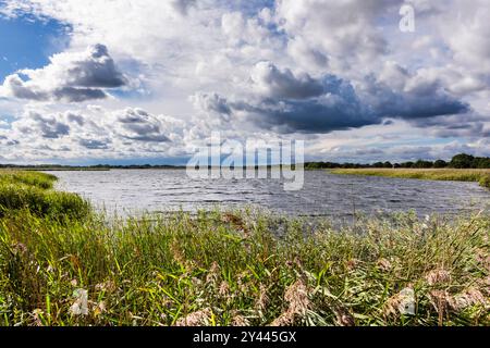 Blick über die Schilfbetten in Hickling Broad, Norwich, Norfolk, East Anglia, England, Großbritannien, Großbritannien Stockfoto