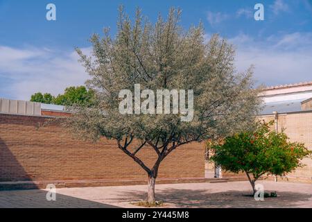 Ein Baum mit grünen Blättern steht vor einer Ziegelmauer Stockfoto