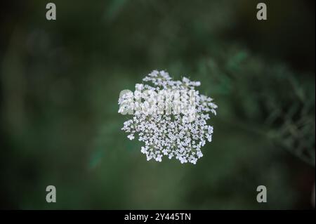 Weiße wilde Karottenblüte im Fokus mit einem weichen grünen Gartenhintergrund Stockfoto