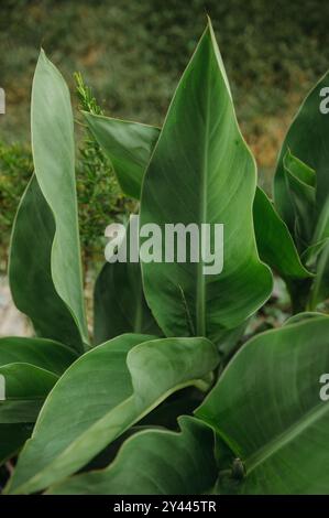 Nahaufnahme von saftig grünen Cannababättern mit weichem natürlichem Licht. Stockfoto