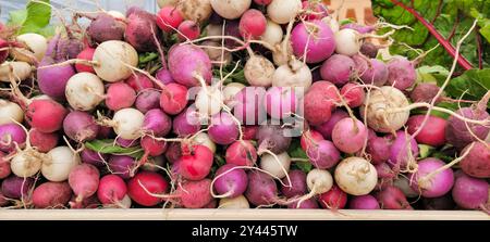 Bunte Radieschen mit Grünzeug an einem Marktstand Stockfoto