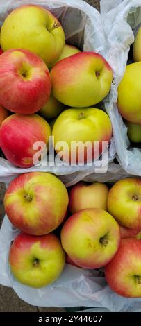 Nahaufnahme frischer Äpfel, ausgestellt in Körben an einem Marktstand Stockfoto