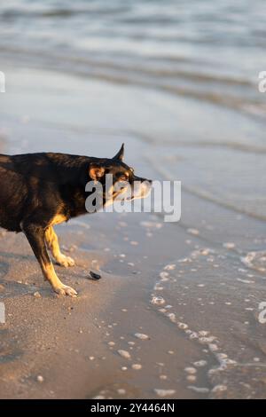 Ein wachsamer Hund, der am Strand steht und auf die Wellen blickt Stockfoto