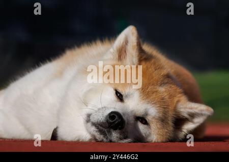 Eine weibliche Akita-Rasse liegt auf dem roten Boden. Stockfoto