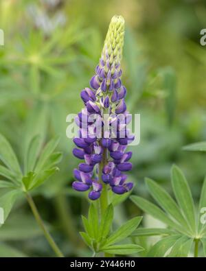 Lila Lupin in Blüte im Cottage Garden Stockfoto