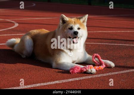 Eine weibliche Akita-Rasse liegt mit ihrem Spielzeug auf dem roten Boden. Stockfoto