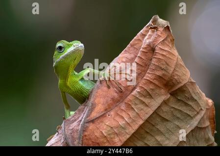 Bronchocela jubata, allgemein bekannt als die Mähne-Waldechse Stockfoto