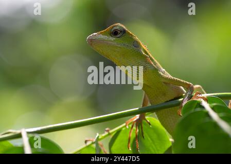 Bronchocela jubata, allgemein bekannt als die Mähne-Waldechse Stockfoto