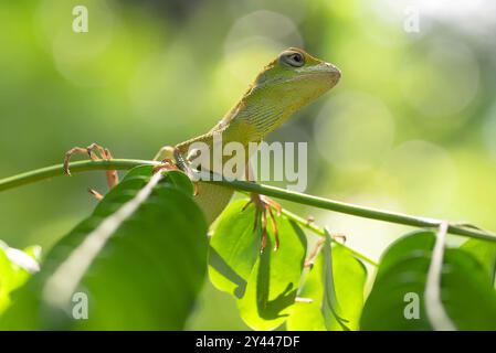 Bronchocela jubata, allgemein bekannt als die Mähne-Waldechse Stockfoto