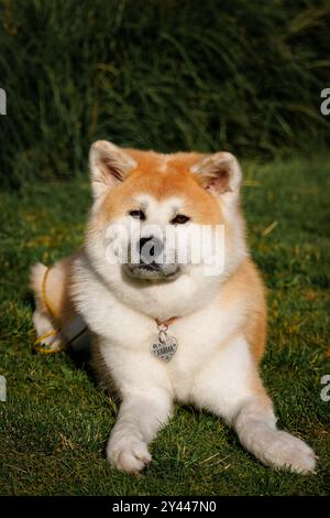 Eine weibliche Akita-Rasse liegt auf dem grünen Gras Stockfoto