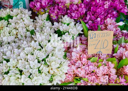 Nahaufnahme der rosafarbenen und weißen siam-Tulpenblüte auf dem Blumenmarkt Stockfoto