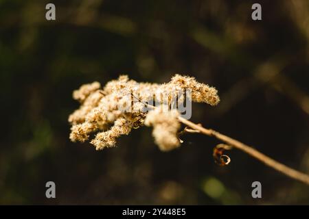 Getrocknete Goldrohrblüten mit dunklem Hintergrund Stockfoto