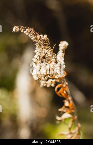 Getrocknete Goldrute mit dunklem Hintergrund Stockfoto