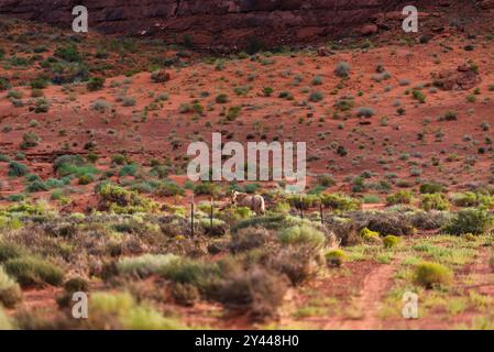 Einsames wildes Pferd, das in der Wüstenlandschaft des Monument Valley weidet. Stockfoto