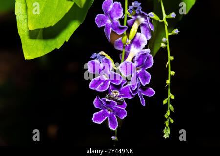 Eine fesselnde Makroaufnahme mit leuchtenden violetten Blütenblättern, die ihre komplizierten Texturen und satten Farbtöne zeigt. Stockfoto