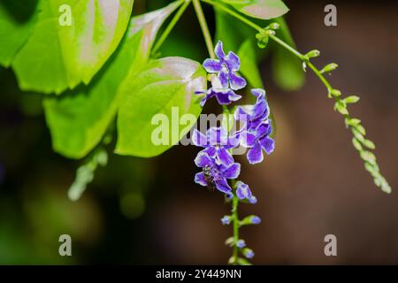 Eine fesselnde Makroaufnahme mit leuchtenden violetten Blütenblättern, die ihre komplizierten Texturen und satten Farbtöne zeigt. Stockfoto