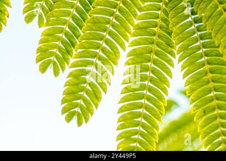 Nahaufnahme mit komplexen Details und Texturen von Mimosa-Blättern, perfekt für Natur und botanischen Hintergrund. Stockfoto