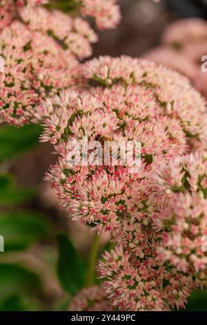 Biene bestäubt rosa Sedumblüten Stockfoto