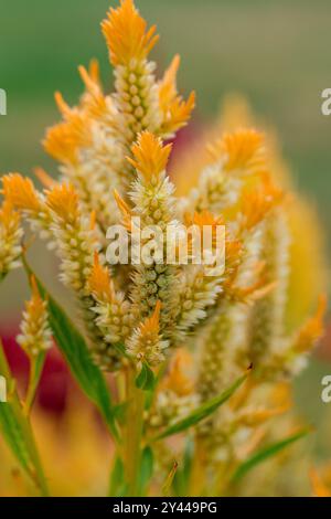 Nahaufnahme einer leuchtenden gelben Celosia-Blume Stockfoto