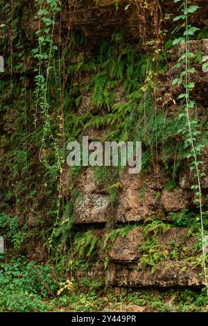 Lush Green Ferns auf Cliffside Stockfoto