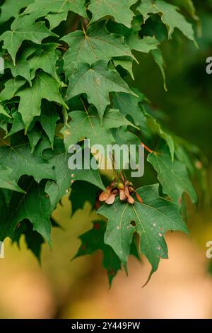 Ahornblätter Samen zwischen Grün Stockfoto