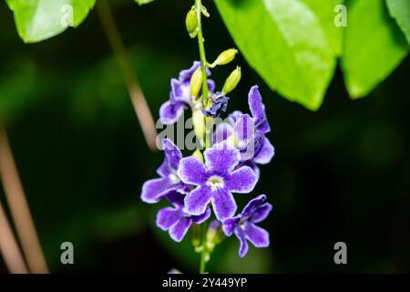 Eine fesselnde Makroaufnahme mit leuchtenden violetten Blütenblättern, die ihre komplizierten Texturen und satten Farbtöne zeigt. Stockfoto