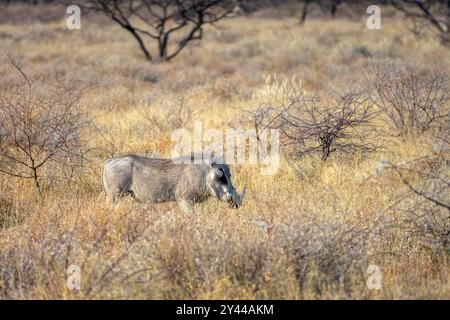 Foto eines Warzenschweins in der Savanne, Safari und Pirschfahrt in Namibia, Afrika Stockfoto