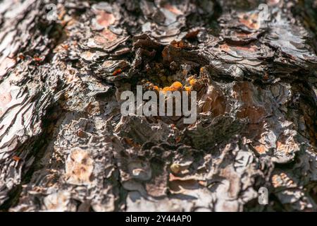 Ein atemberaubendes Makrofoto, das die komplizierten Details von Bernsteinharz aus der Rinde eines Baumes einfängt. Stockfoto