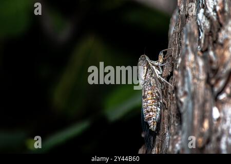 Ein faszinierendes Makrofoto einer Zikada, die sich nahtlos in die Baumrinde einfügt und ihre unglaubliche natürliche Tarnung zeigt. Stockfoto