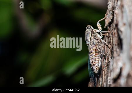 Ein faszinierendes Makrofoto einer Zikada, die sich nahtlos in die Baumrinde einfügt und ihre unglaubliche natürliche Tarnung zeigt. Stockfoto