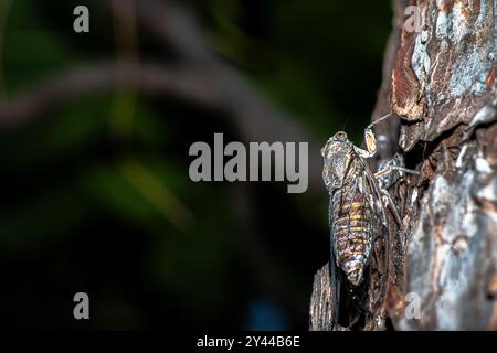 Ein faszinierendes Makrofoto einer Zikada, die sich nahtlos in die Baumrinde einfügt und ihre unglaubliche natürliche Tarnung zeigt. Stockfoto