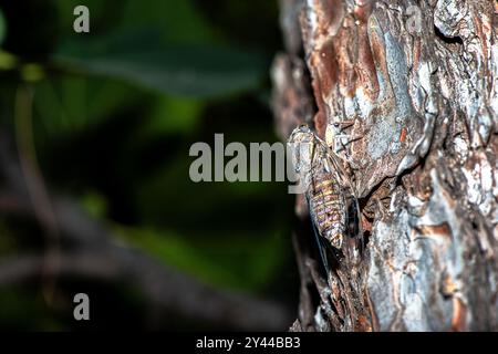 Ein faszinierendes Makrofoto einer Zikada, die sich nahtlos in die Baumrinde einfügt und ihre unglaubliche natürliche Tarnung zeigt. Stockfoto