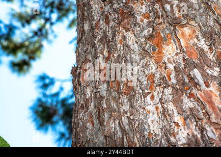 Ein faszinierendes Makrofoto einer Zikada, die sich nahtlos in die Baumrinde einfügt und ihre unglaubliche natürliche Tarnung zeigt. Stockfoto