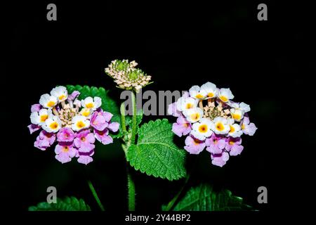 Detailliertes Makrofoto mit den lebhaften Clustern von Lantana Camara (gemeiner Lantana, Roter Salbei, Gelber Salbei). Stockfoto