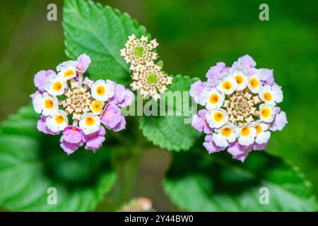 Detailliertes Makrofoto mit den lebhaften Clustern von Lantana Camara (gemeiner Lantana, Roter Salbei, Gelber Salbei). Stockfoto
