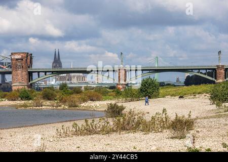 Rheinhöhe am 13. September 2024 bei 247 cm, Rheinufer in Köln-Poll, Blick auf die Südbrücke, im Hintergrund der Dom, Colo Stockfoto