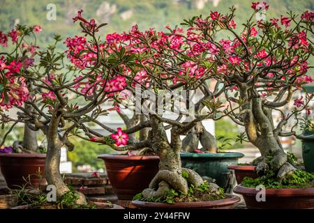 Rosafarbene Azaleen in Töpfen draußen in einem Garten. Rosa Blüten Adenium Wüstenrosen, Mock Azalea, Adenium multiflorum, Impala Lily blühen auf einem tr Stockfoto