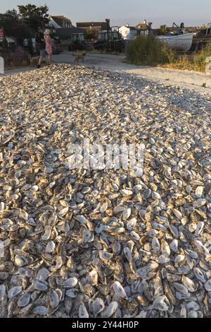 England, Kent, Whitstable, Whitstable Harbour, verworfene Oyster Shells am Strand Stockfoto