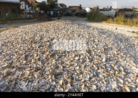 England, Kent, Whitstable, Whitstable Harbour, verworfene Oyster Shells am Strand Stockfoto