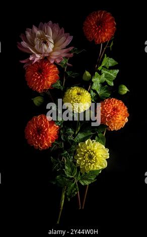 Auffällige Anordnung farbenfroher Dahlien, einschließlich Rosa-, Gelb- und Orangetöne, vor dunklem schwarzem Hintergrund. Die lebendigen Farben und natürlichen f Stockfoto