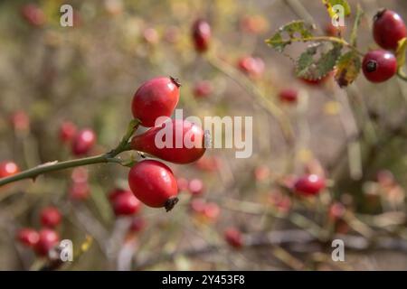 Detail der wilden Rosenhüte im Herbst, Ramsta, schweden Stockfoto