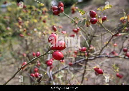 Detail der wilden Rosenhüte im Herbst, Ramsta, schweden Stockfoto