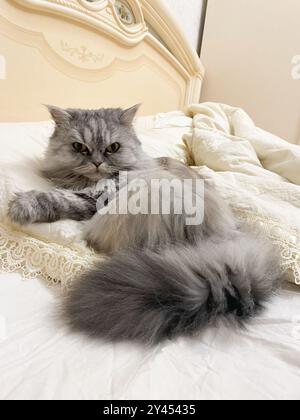 Flauschige graue Katze schläft auf einem Bett auf heller Bettwäsche Stockfoto
