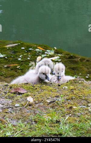 Drei schwarze Schwan-Küken in der Nähe des Sees im Frühling am sonnigen Frühlingstag Stockfoto