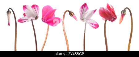 Cyclamen Blüten und Knospen isoliert auf weiß Stockfoto