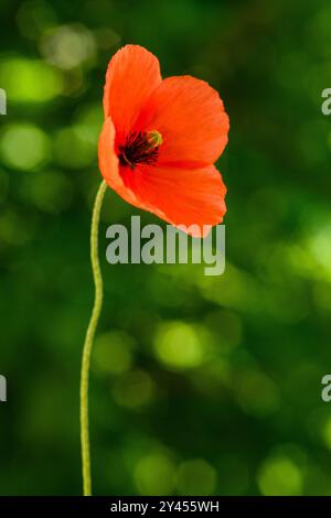 Rote Mohnblume auf grünem, verschwommenem Hintergrund Stockfoto