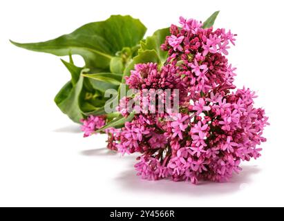 Rote Baldrian Blumen auf weißem Hintergrund Stockfoto