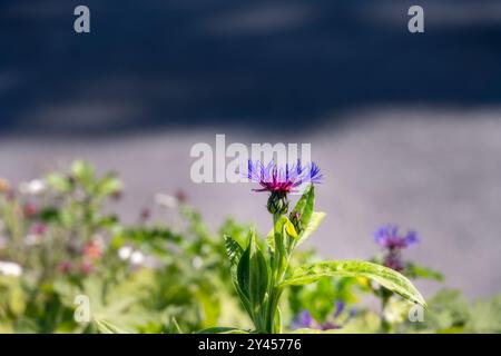 Violette blaue und rosa Blüten von Centaurea Montana oder mehrjährige Kornblumen im Sommer, Nahaufnahme Stockfoto